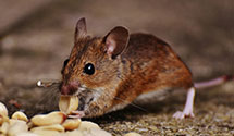 24 Hour & Emergency Exterminators in Homewood, IL